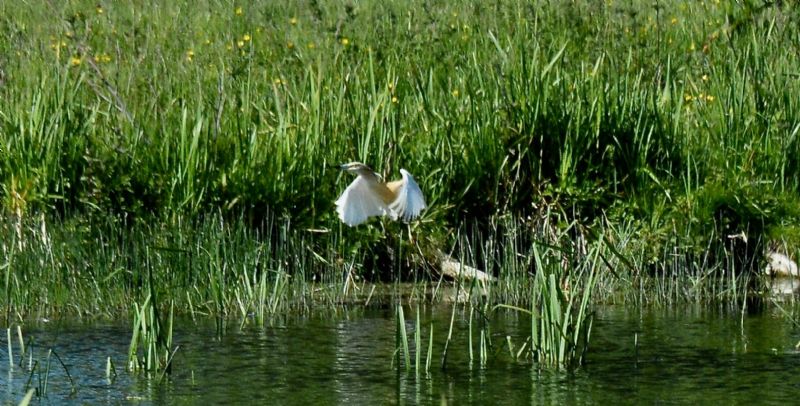 Squacco Heron - 31-05-2020