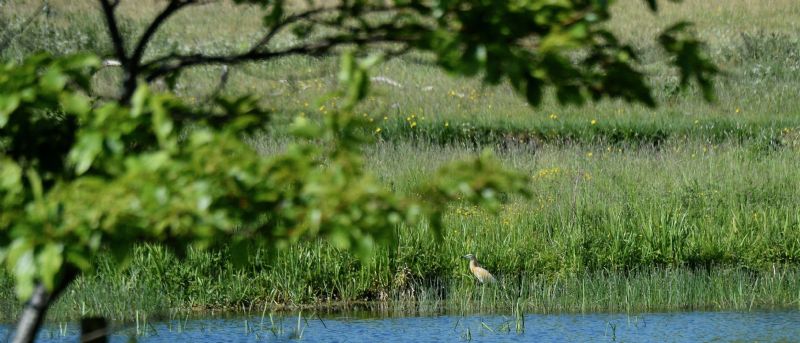 Squacco Heron - 31-05-2020