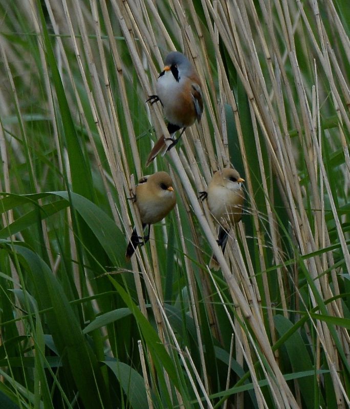 Bearded Tit - 03-06-2020