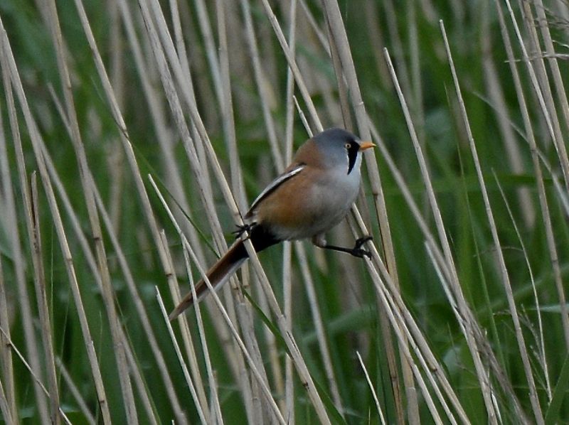 Bearded Tit - 03-06-2020