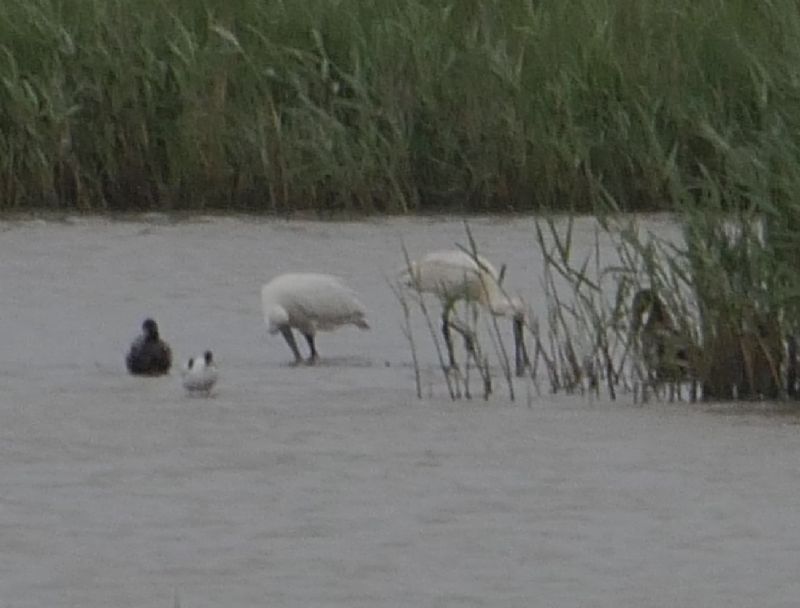 Spoonbill - 06-06-2020