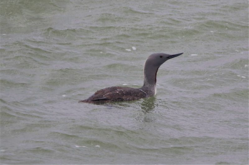 Red-throated Diver - 11-06-2020