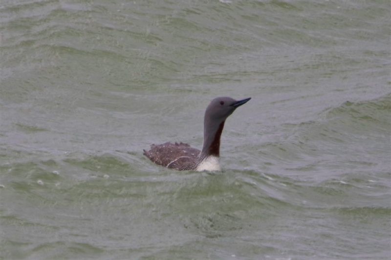 Red-throated Diver - 11-06-2020