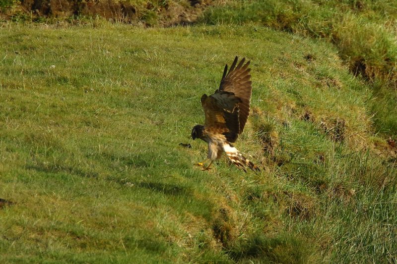 Montagu's Harrier - 20-05-2020