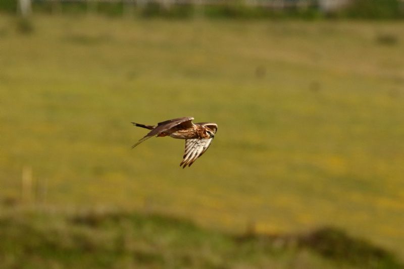 Montagu's Harrier - 20-05-2020