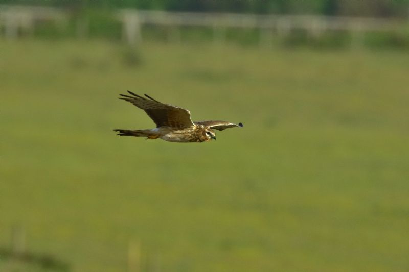 Montagu's Harrier - 20-05-2020