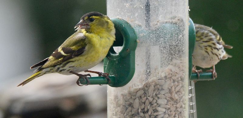 Siskin - 15-06-2020