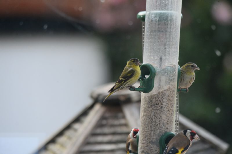 Siskin - 15-06-2020