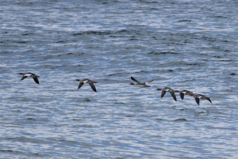 Red-breasted Merganser - 18-06-2020