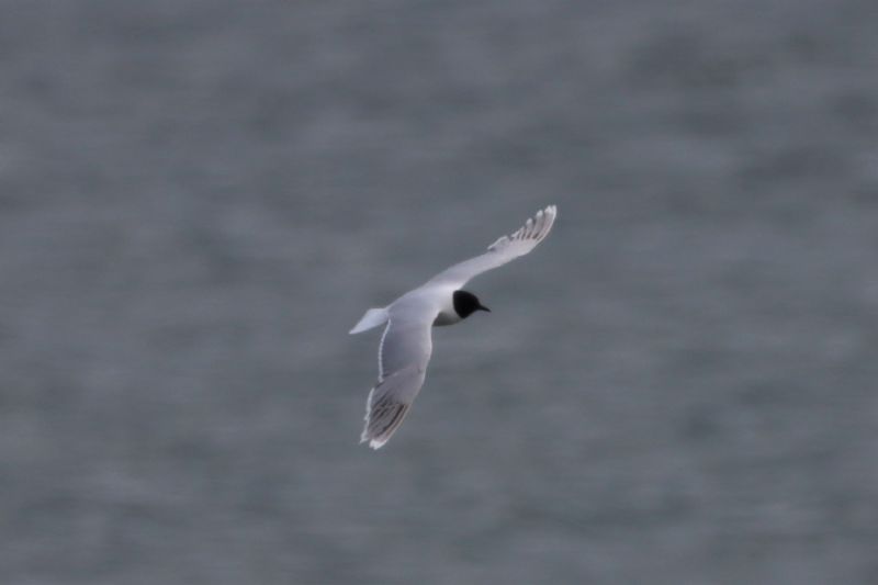 Little Gull - 19-06-2020