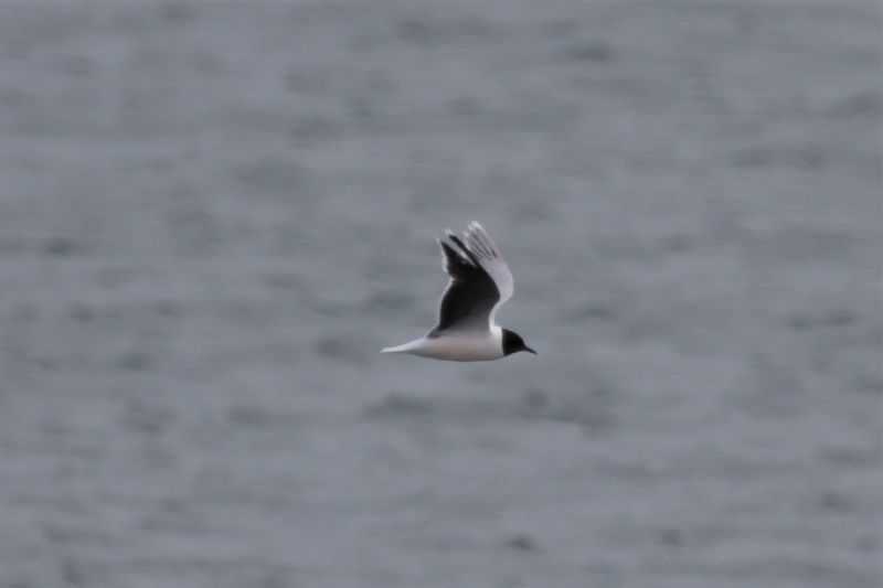 Little Gull - 19-06-2020