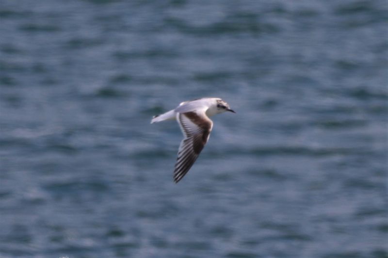 Little Gull - 19-06-2020