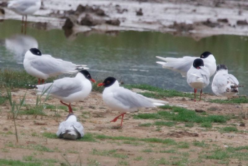 Mediterranean Gull - 19-06-2020