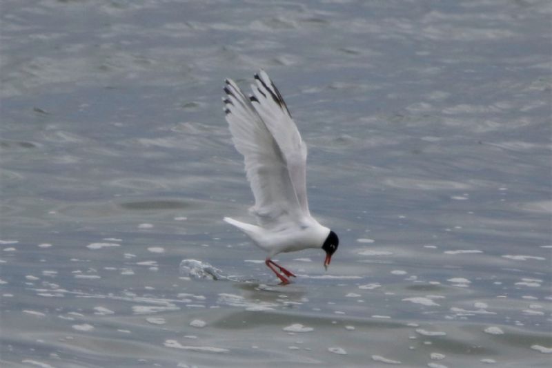 Mediterranean Gull - 19-06-2020