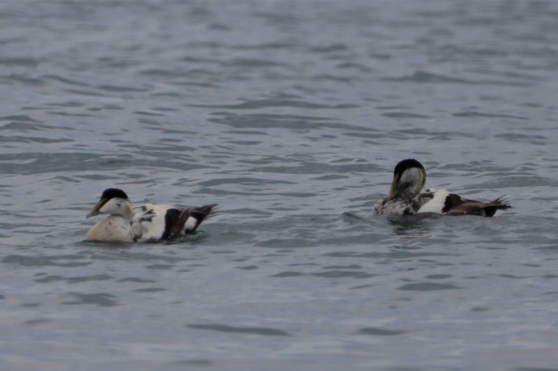 Eider - 26-06-2020