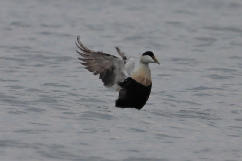 Eider - 26-06-2020