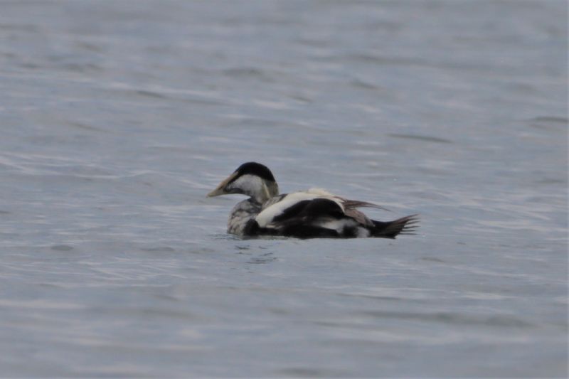 Eider - 26-06-2020