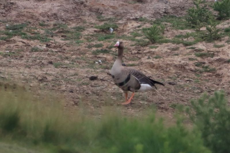 White-fronted Goose - 26-06-2020