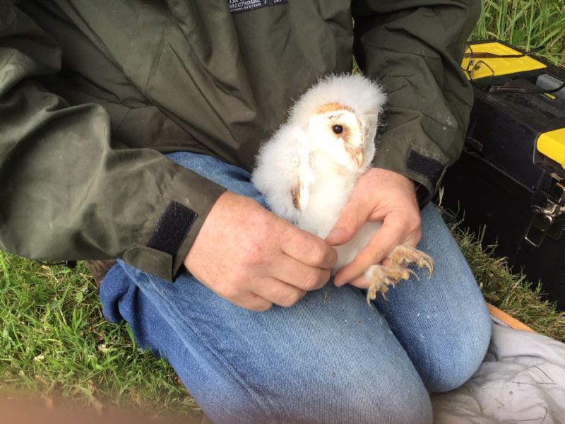 Barn Owl - 07-07-2020