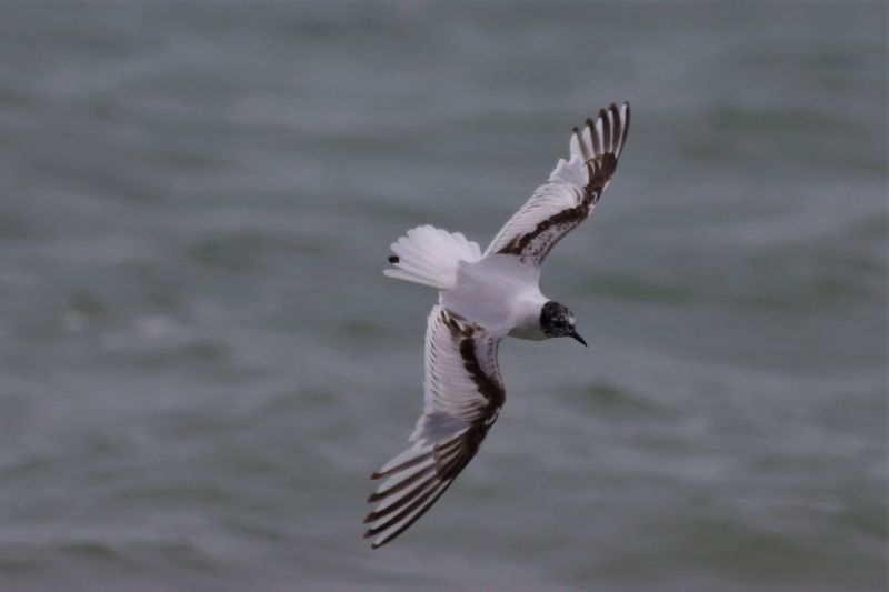 Little Gull - 08-07-2020