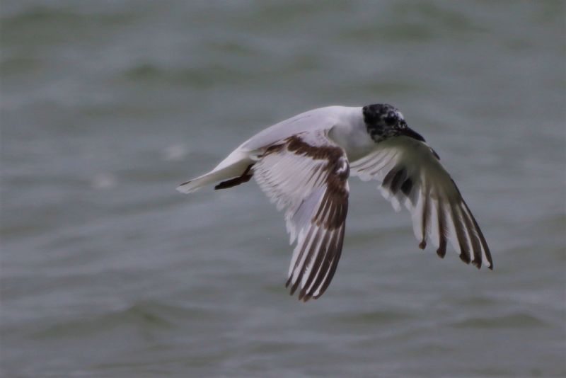 Little Gull - 08-07-2020