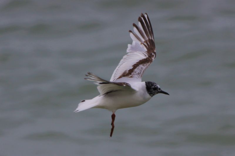 Little Gull - 08-07-2020