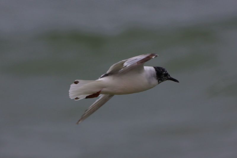 Little Gull - 08-07-2020