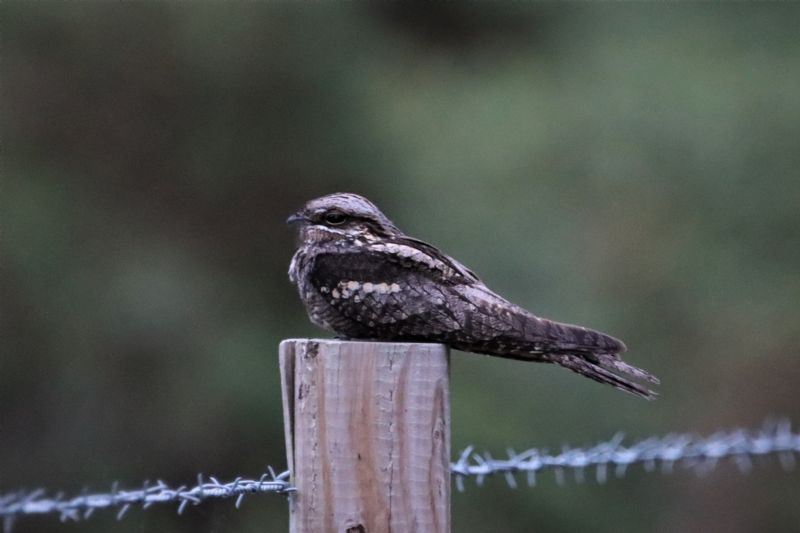 Nightjar - 14-07-2020