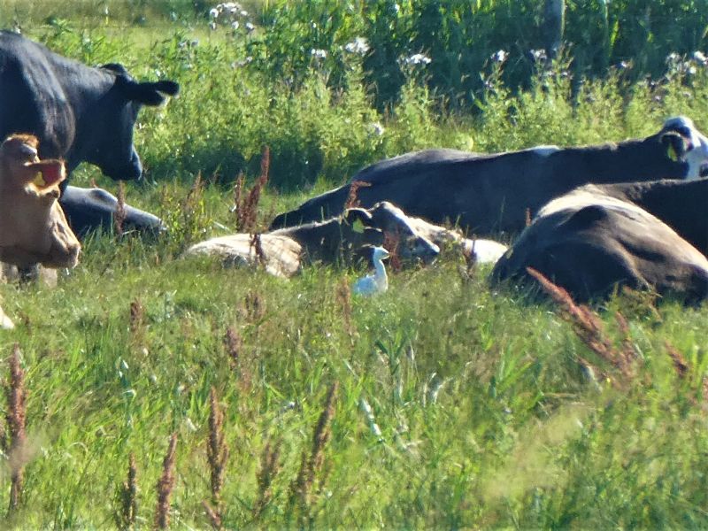 Cattle Egret - 20-07-2020