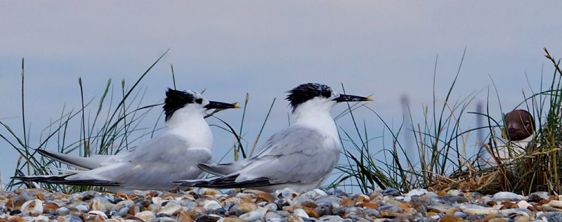 Sandwich Tern - 23-07-2020