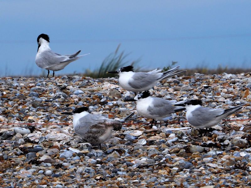 Sandwich Tern - 23-07-2020