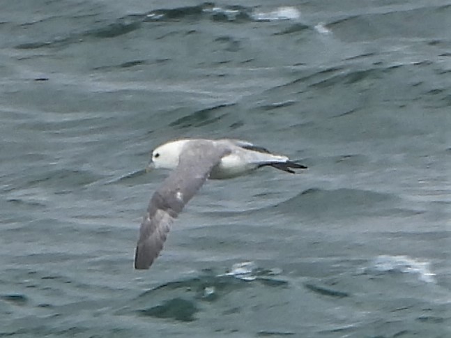 Fulmar - 28-07-2020