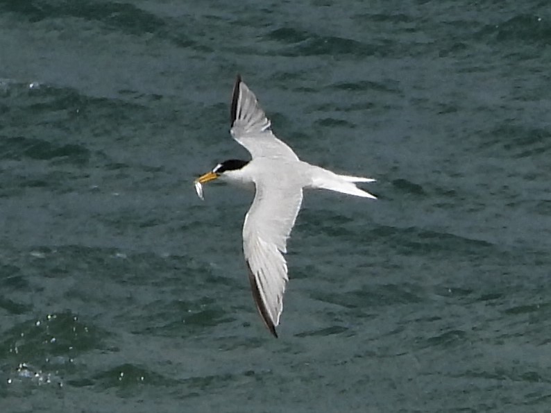 Little Tern - 28-07-2020