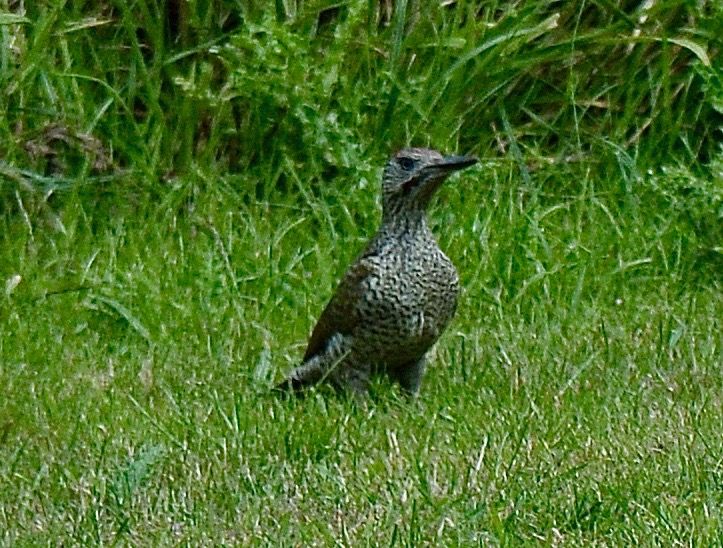 Green Woodpecker - 23-07-2020