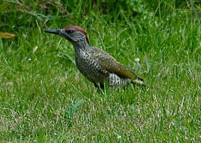 Green Woodpecker - 23-07-2020