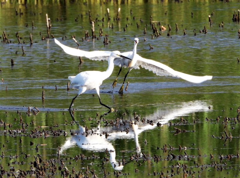 Little Egret - 02-08-2020