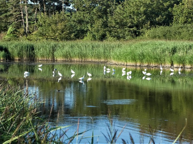 Little Egret - 04-08-2020