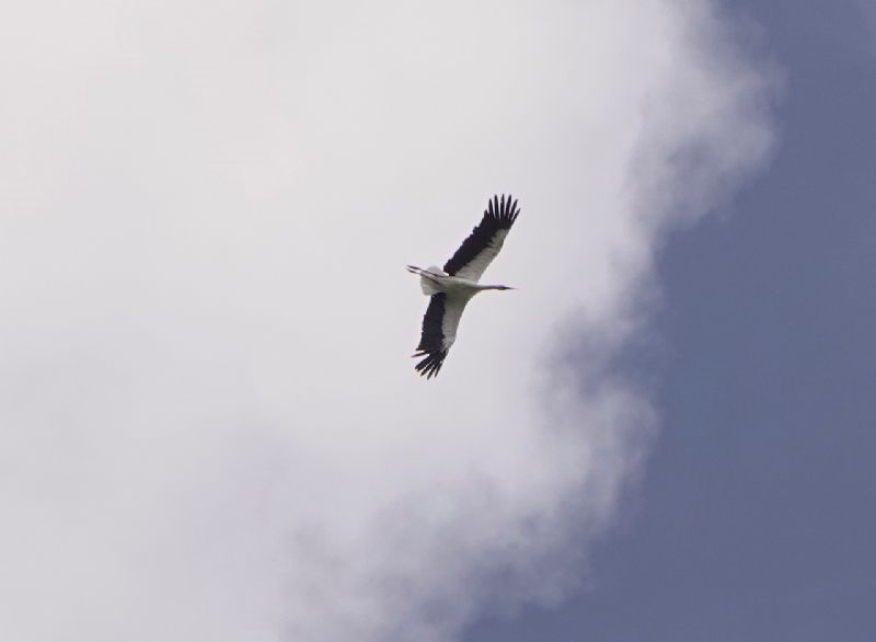 White Stork - 06-08-2020