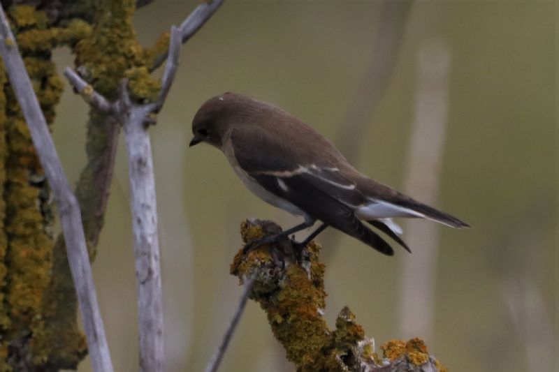 Pied Flycatcher - 06-08-2020