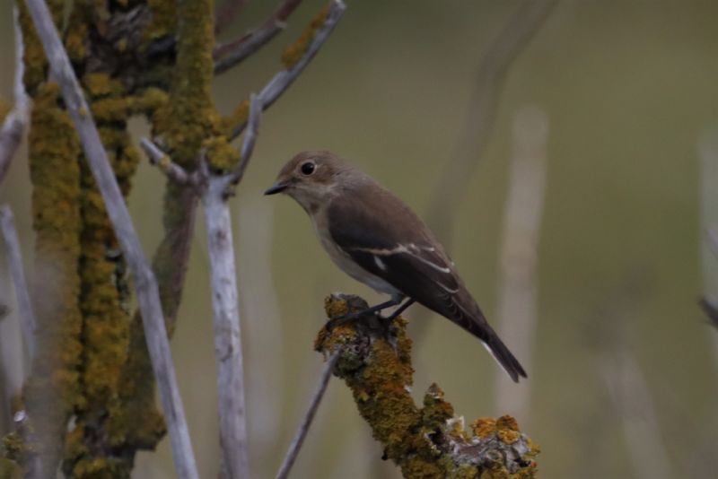 Pied Flycatcher - 06-08-2020