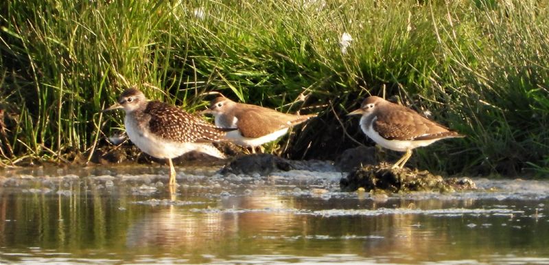 Wood Sandpiper - 10-08-2020