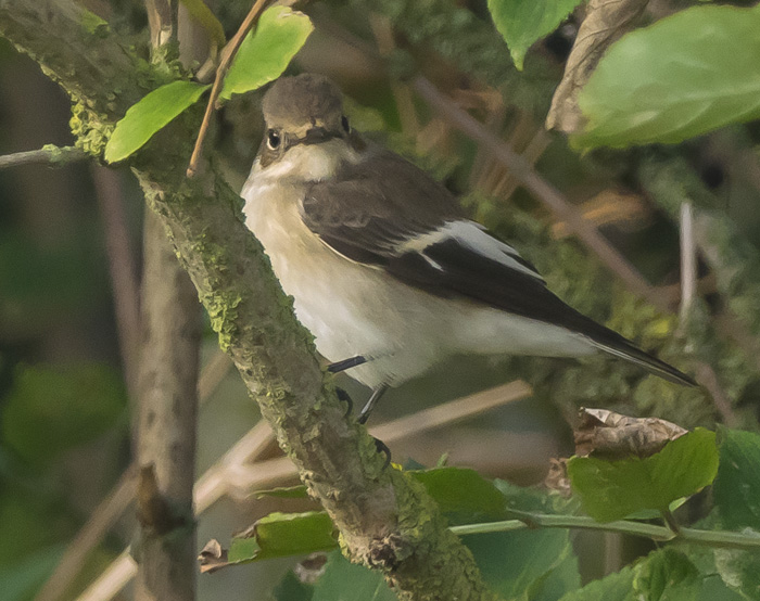 Pied Flycatcher - 10-08-2020