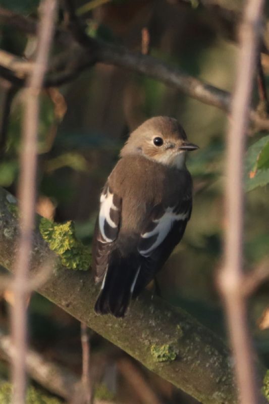 Pied Flycatcher - 12-08-2020