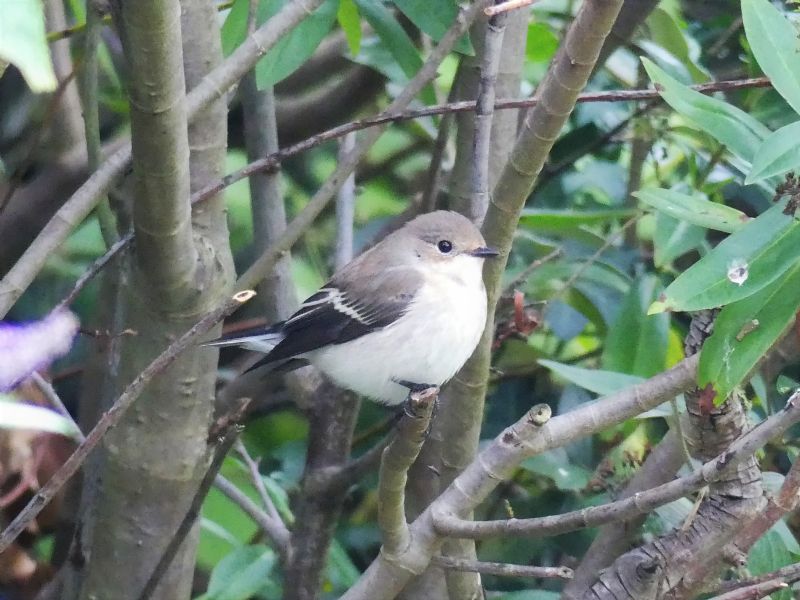 Pied Flycatcher - 14-08-2020