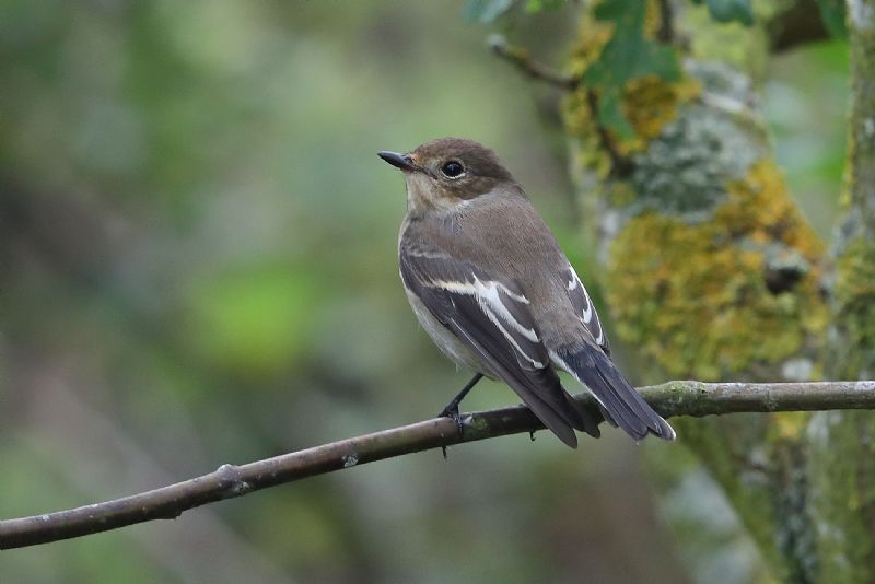 Pied Flycatcher - 15-08-2020