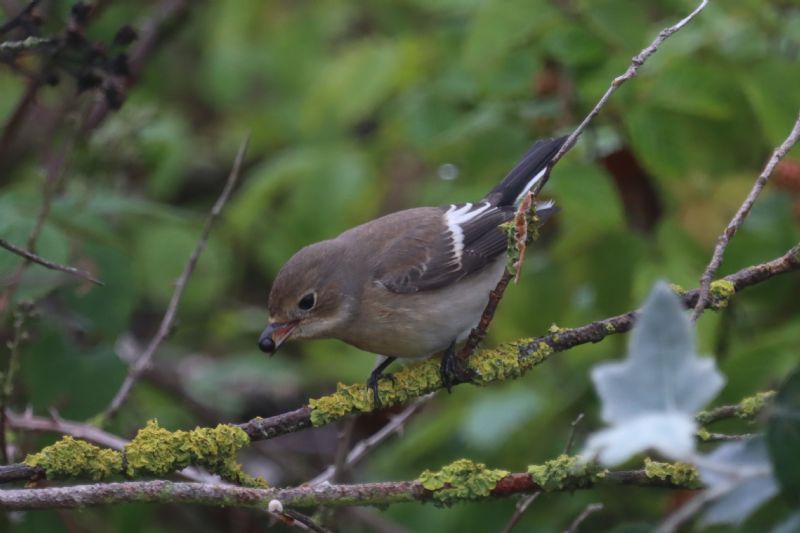 Pied Flycatcher - 16-08-2020