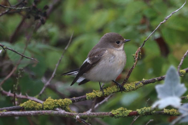 Pied Flycatcher - 16-08-2020