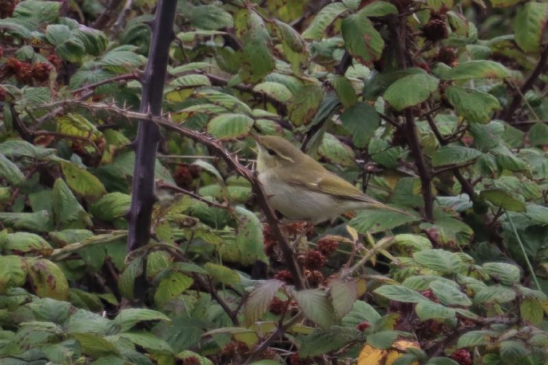 Greenish Warbler - 16-08-2020