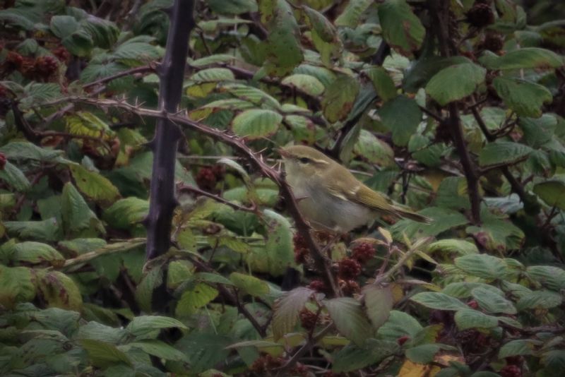 Greenish Warbler - 16-08-2020