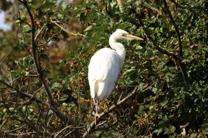 Grey Heron - 18-08-2020